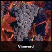 Grape