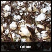 Cotton
