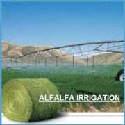 Alfalfa