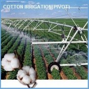 Cotton (Pivot)