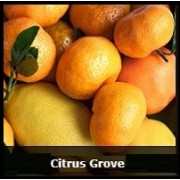 Citrus